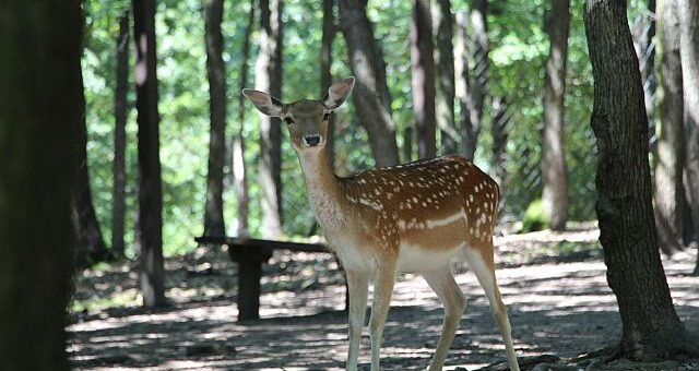 Fazekas Anna: Öreg néne őzikéje