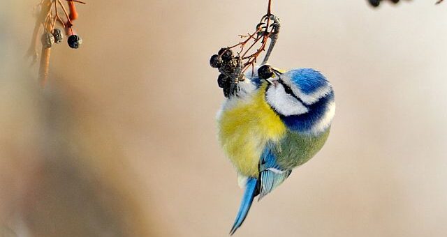 Aranyosi Ervin: Téli ebéd