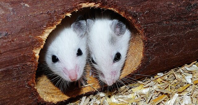 Móricz Zsigmond: A kis egér