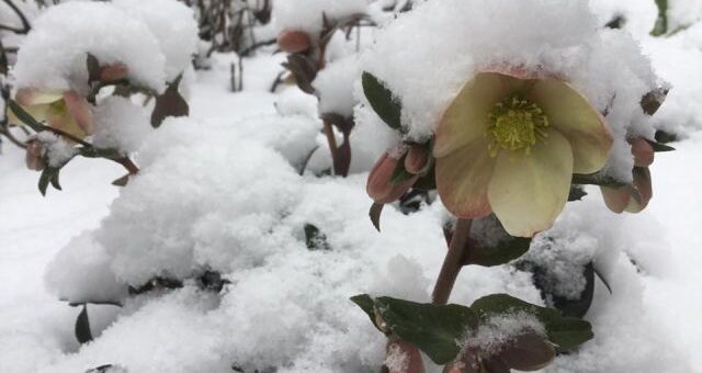 virágos január - hunyor