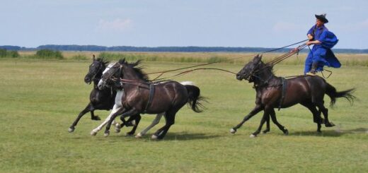 Petőfi Sándor: Hazámban
