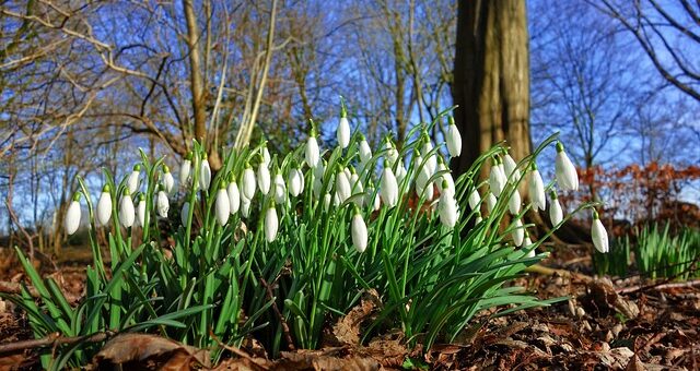 hővirágok az erdőben