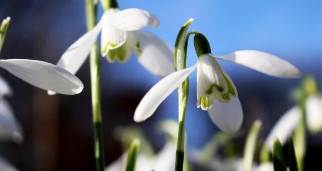 virágos február: hóvirág napsütésben
