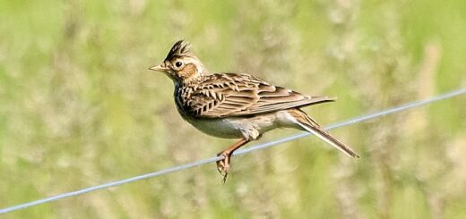 február 19. Zuszsanna-nap, amikor megszólal a pacsirta