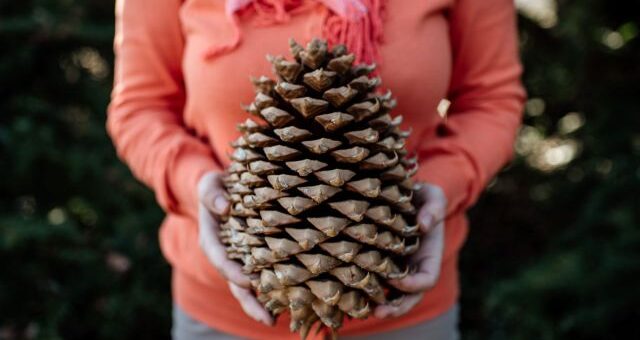 óriástoboz kézben