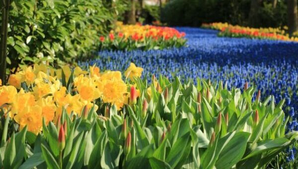 színes tvaszi virágok Keukenhofban