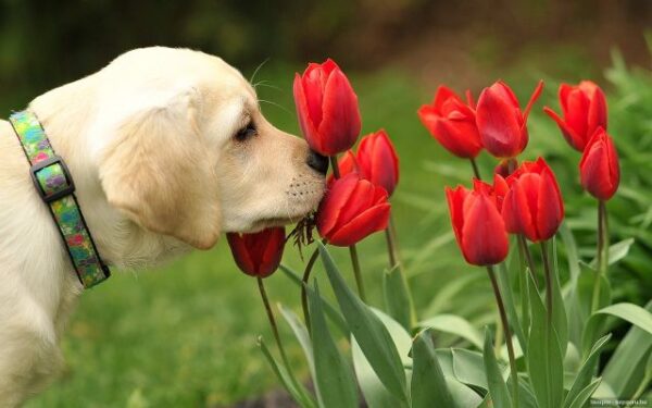 tulipánokat szaglászó kutya