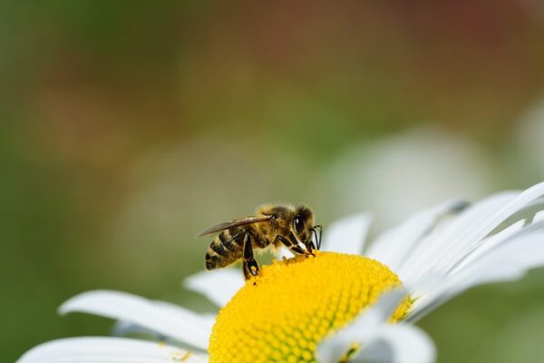 méhecske a virágon