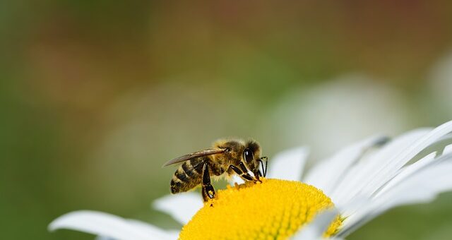 méhecske a virágon