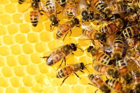 méhek a kaptárban
