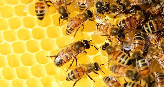méhek a kaptárban