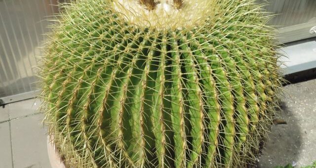 Echinocactus grusonii, gömbkaktusz