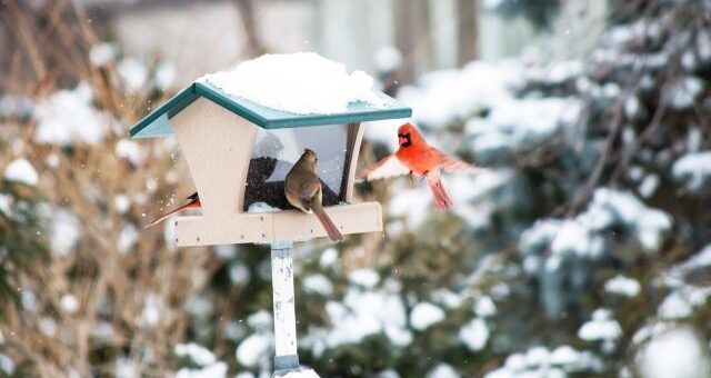 önetetős madáretető