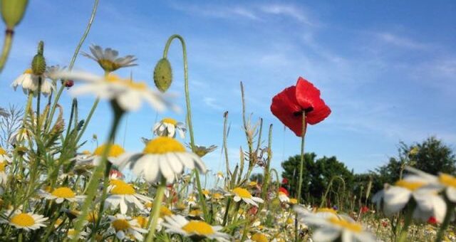 vadvirágok a réten