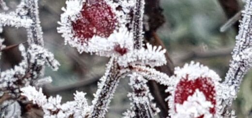 zuzmara a növényen