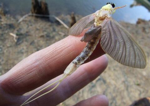 tiszavirág, kérész