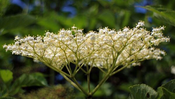 bodzavirág tányér