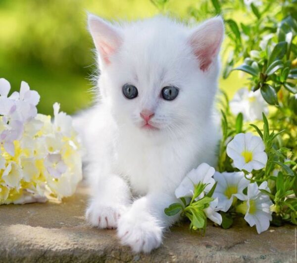 fehér cica virágok közt