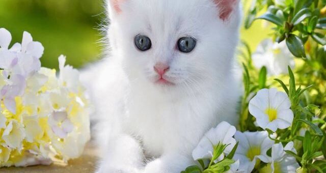 fehér cica virágok közt