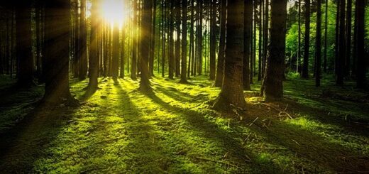 zöld erdő és napsugár