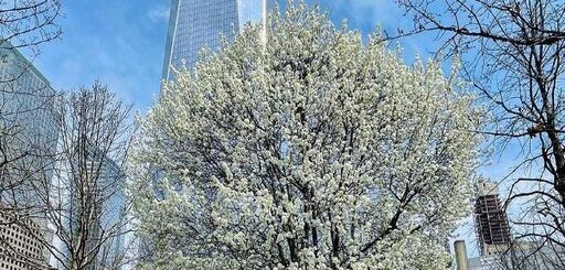 Túlélő Fa New Yorkban