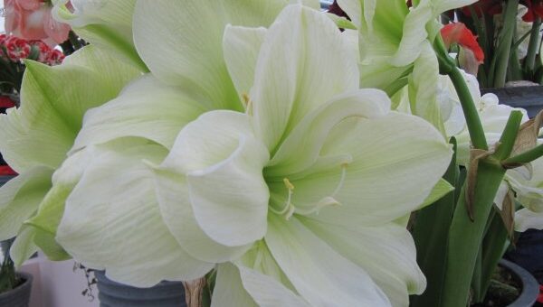 hatalmas virágú fehér amarillisz