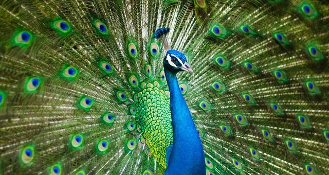 páva színes tollakkal