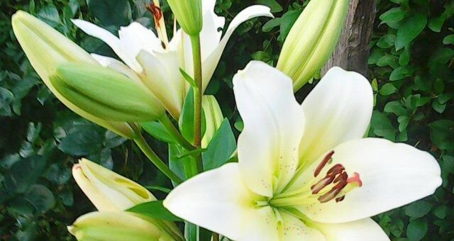fehér liliom