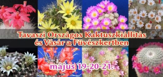 kaktusz kiállítás 2023