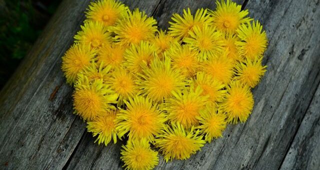 pitypangvirágok szívalakban