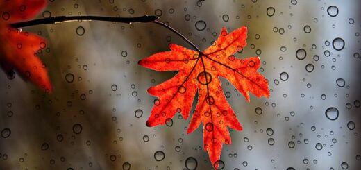 őszi falelél esőben
