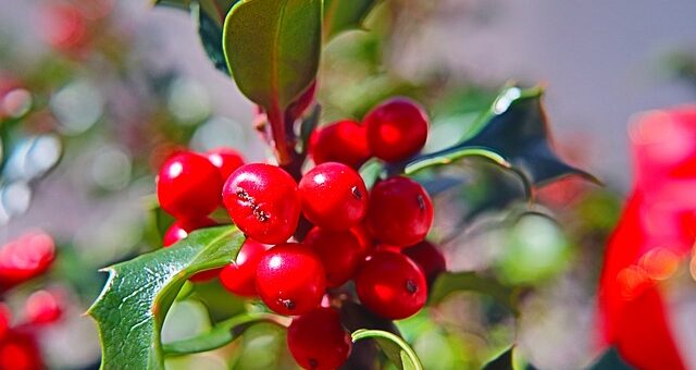 magyal piros bogyói