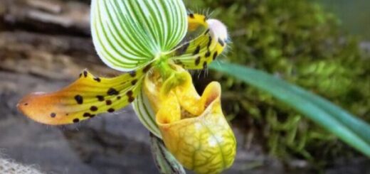papucs orchidea