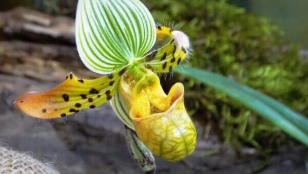 papucs orchidea