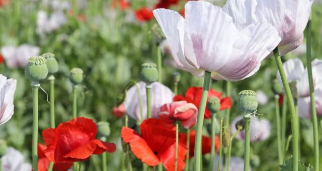 mák és pipacs a határban