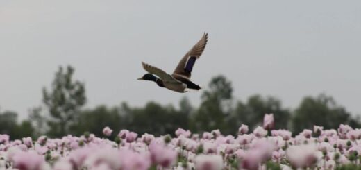 mákföld madárraé