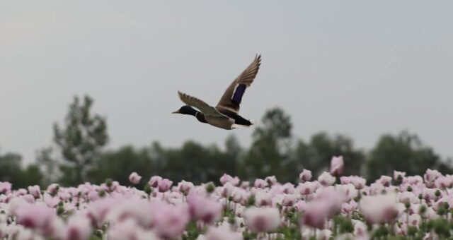 mákföld madárraé