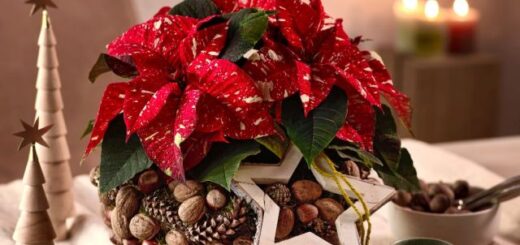 ajándékok mikulásvirággal