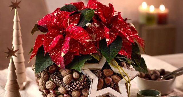 ajándékok mikulásvirággal